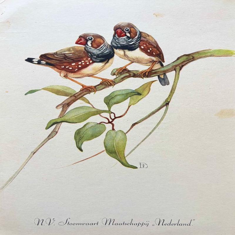 (*NEW ARRIVAL*) N.V. Stoomvaart Maatschappij \"Nederland\". Zebra Finches (North-, West-, and South Australia)